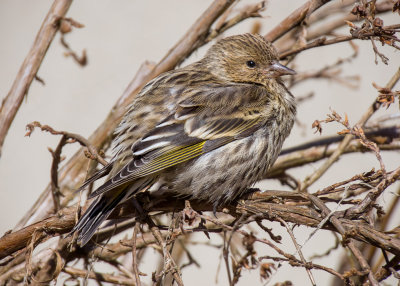 Pine Siskin