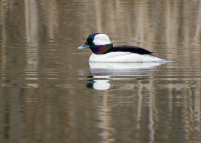 Bufflehead - male