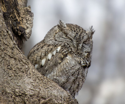 Screech Owl