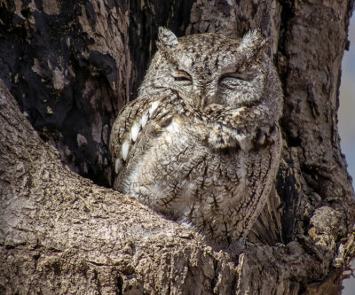 Screech Owl