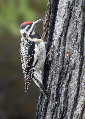Yellow-bellied Sapsucker