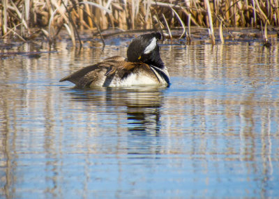 Hooded Merganser