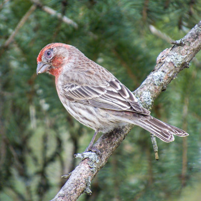 Finch Eye Disease