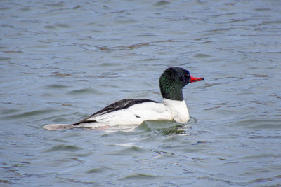 Common Merganser