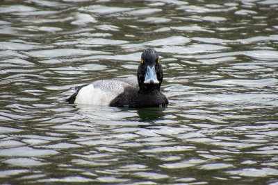 Lesser Scaup