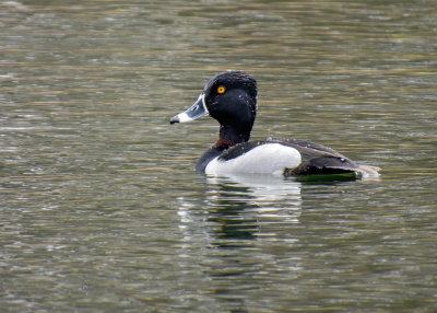 Ring-necked Duck