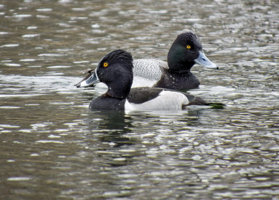Ring-necked Duck and Lesser Scaup