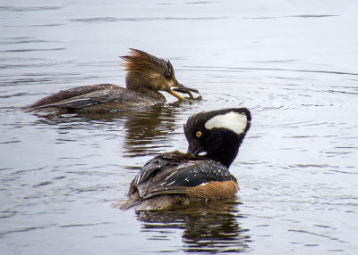 Hooded Mergansers