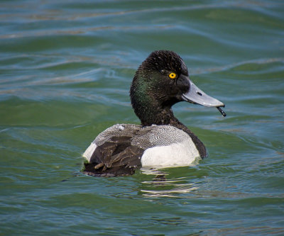 Lesser Scaup