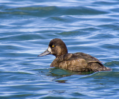 Lesser Scaup - female