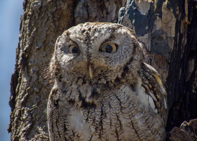 Eastern Screech Owl