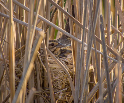 Red-winged Blackbird