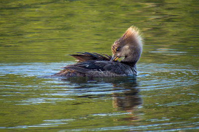 Hooded Merganser