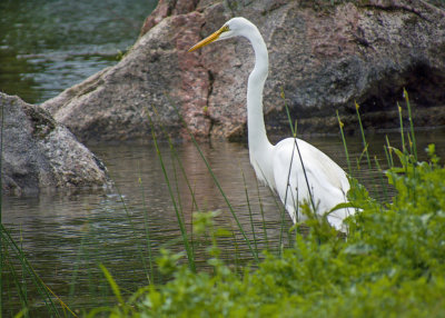 Great Egret