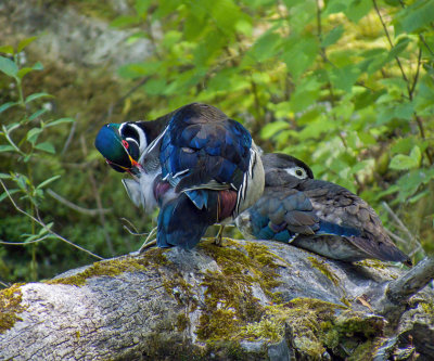 Wood Ducks