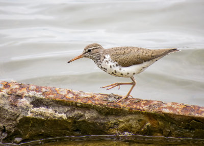 Spotted Sandpiper