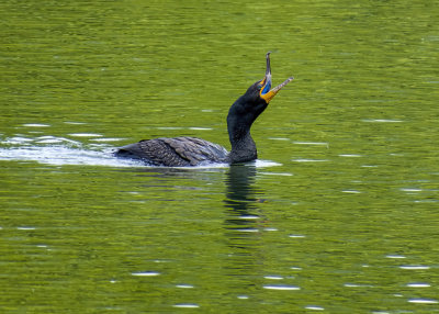Double-crested Cormorant