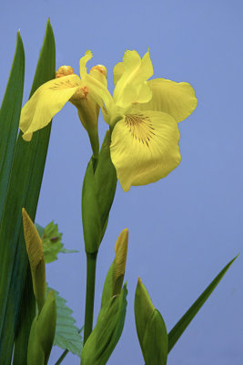 Yellow Flag Iris