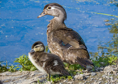 Wood Ducks