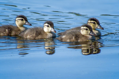 Wood Ducklings