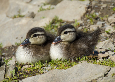 Wood Ducklings