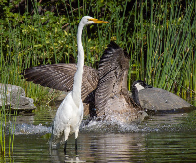Great Egret & Canada Goose