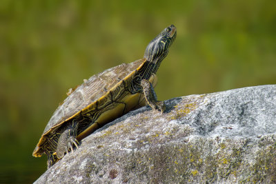 Northern Map Turtle