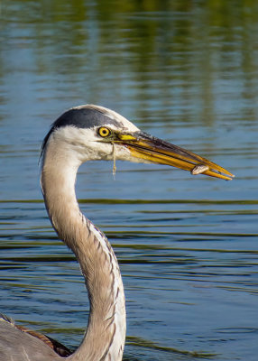 Great Blue Heron