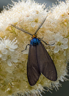 Virginia Ctenucha