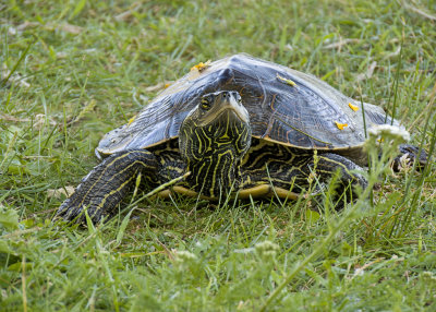 Northern Map Turtle