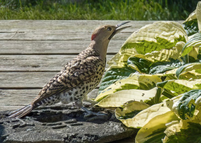 Northern Flicker
