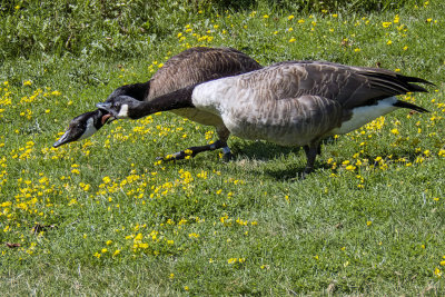 Canada Geese