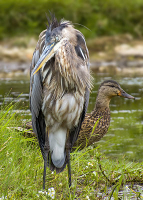 Great Blue Heron