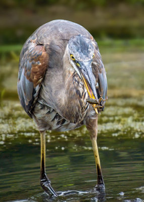 Great Blue Heron