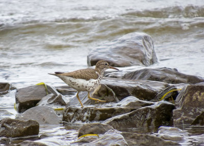 Spotted Sandpiper