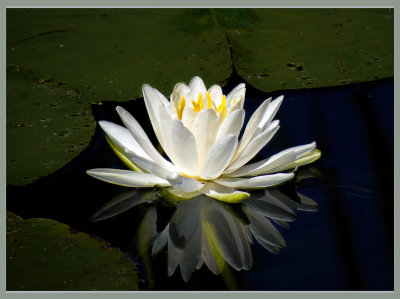 Water Lily