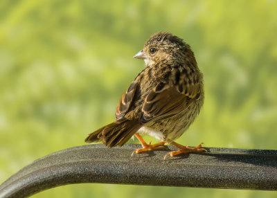 Song Sparrow