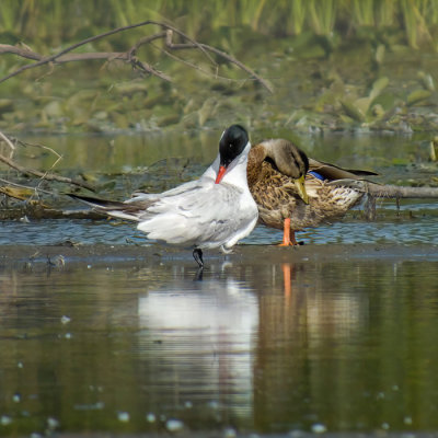 Caspian Tern & Mallard