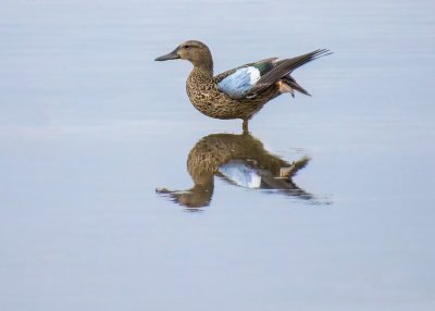 Blue-winged Teal