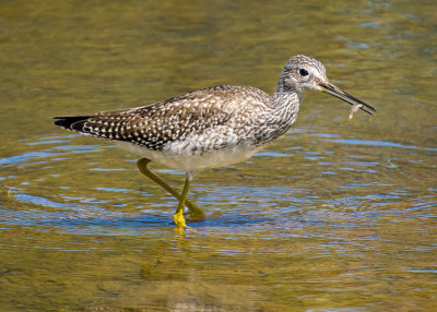 Greater Yellowlegs