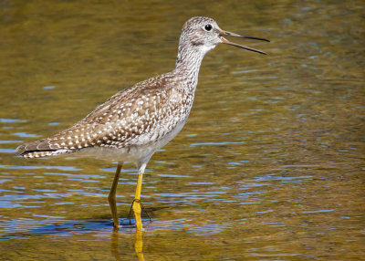 Greater Yellowlegs