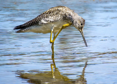 Greater Yellowlegs