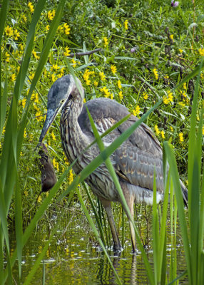 Great Blue Heron