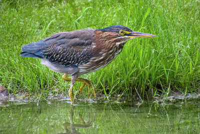 Green Heron