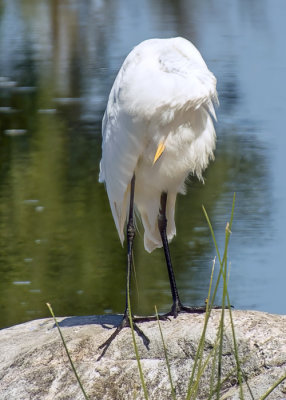 Great Egret