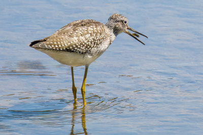Greater Yellowlegs