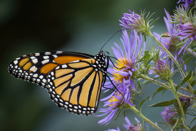 Monarch Butterfly