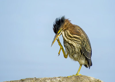 Green Heron