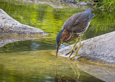 Green Heron