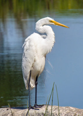 Great Egret